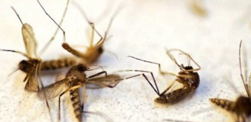 모기에 잘 물리는 사람 특징과 근거 관련 이미지