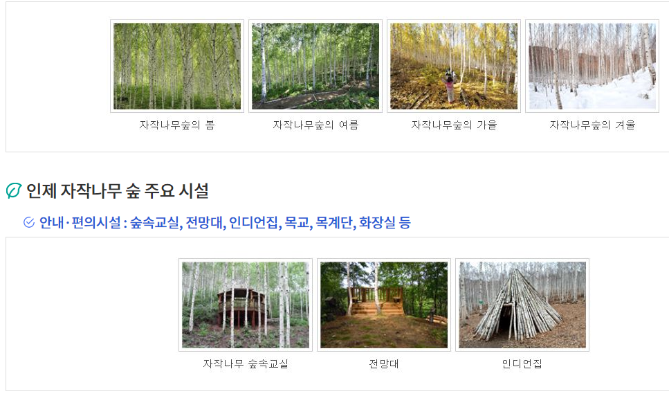 원대리-자작나무-숲-탐방