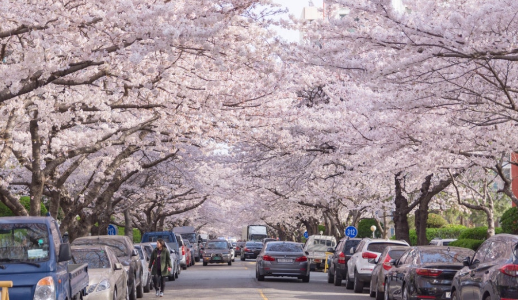 삼익비치타운 벚꽃길
