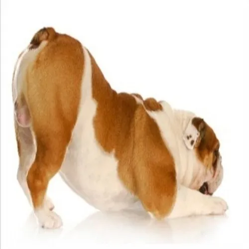 강아지 엉덩이 들이미는 이유 애정표현인지_5