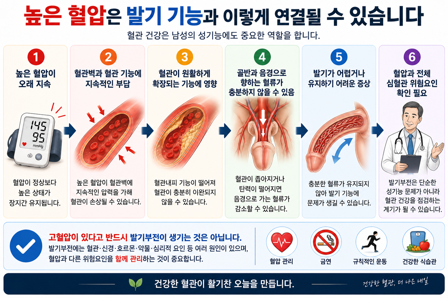 높은 혈압과 혈관 기능 변화가 발기에 영향을 줄 수 있음을 설명한 개념 그림