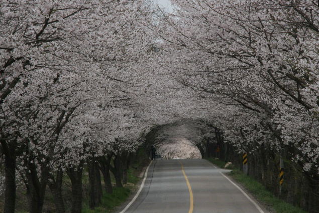 벚꽃 명소