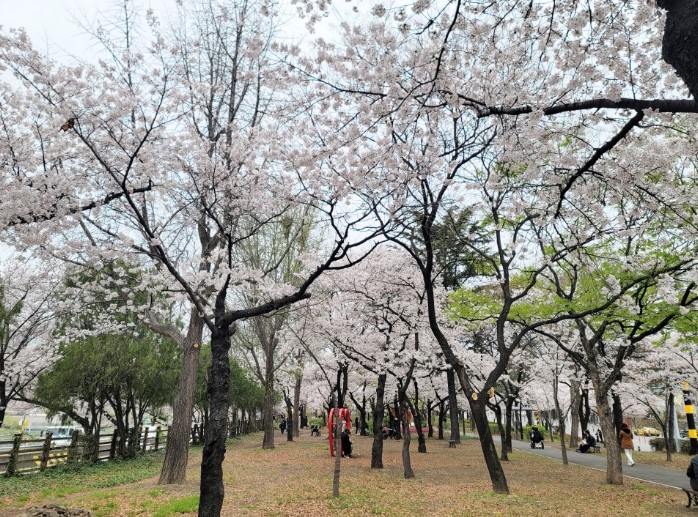 대구 벚꽃