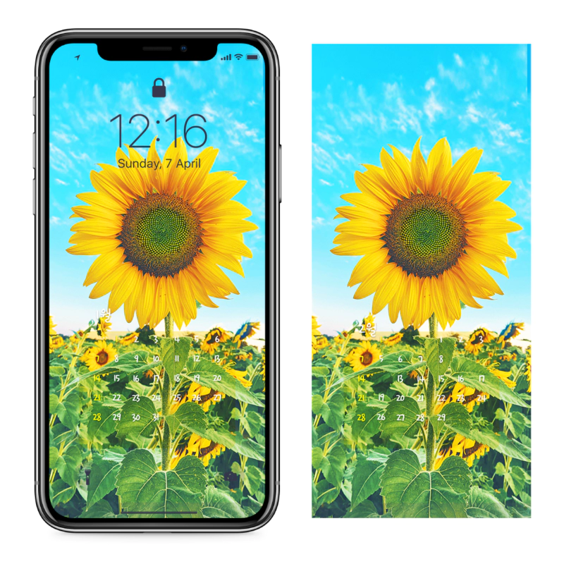 03 해바라기 하늘배경 AB - 2024년1월 아이폰달력배경화면
