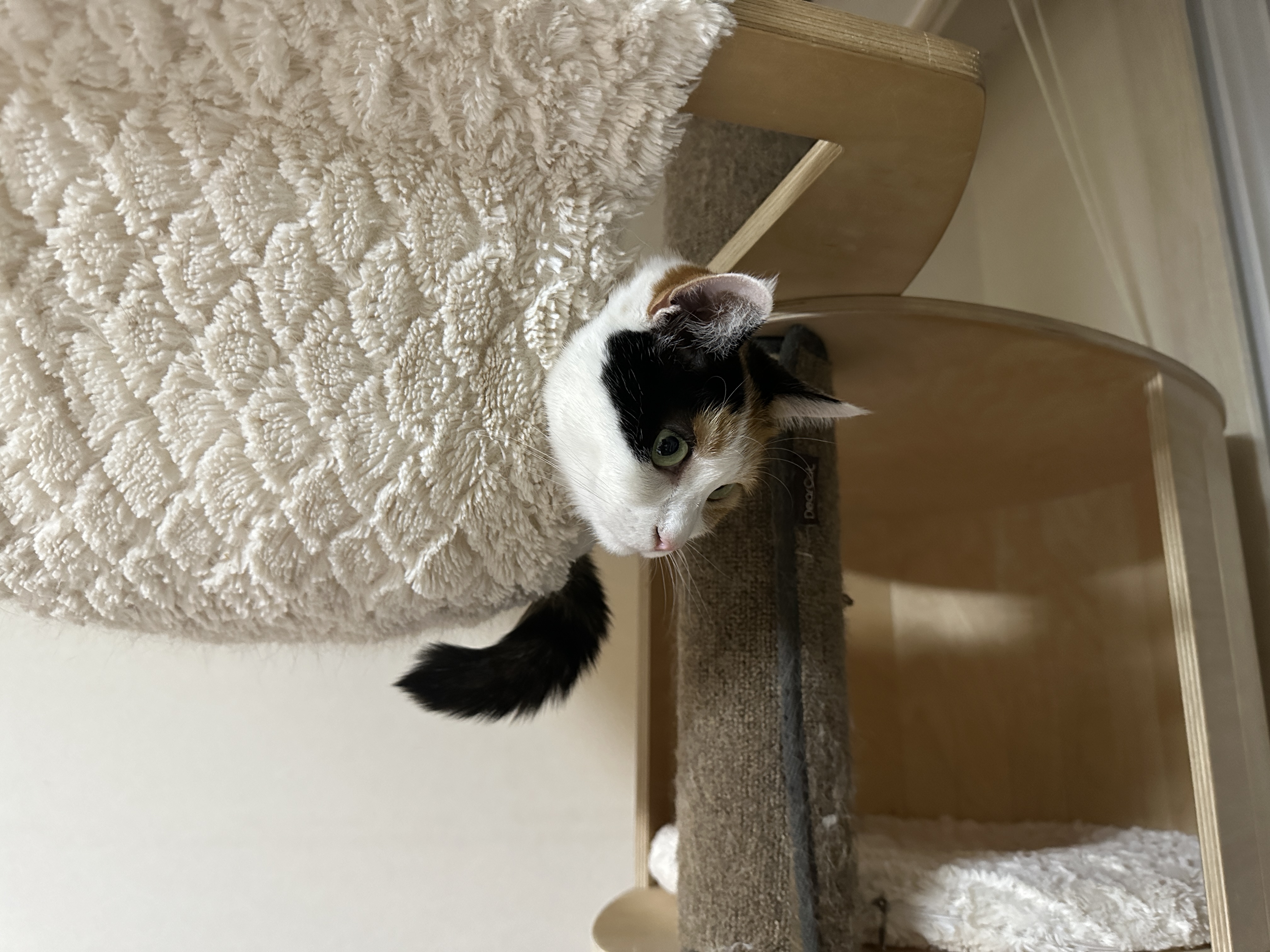 디어캣 캣폴 기둥 스크래쳐 카펫을 교체했다 (feat.신난 냥냥이들 반응)