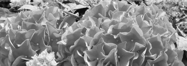 물주기 필수 지식 5가지