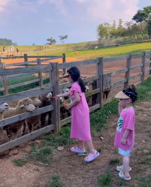 상하농원 양떼 먹이주기