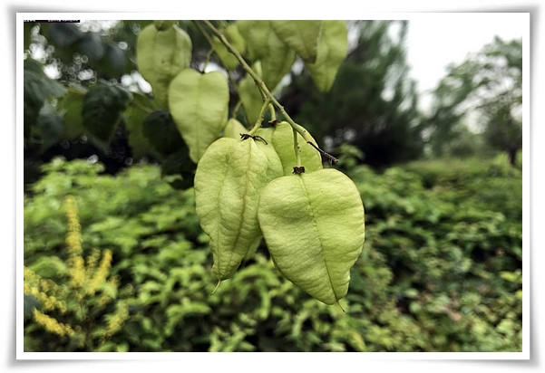 화초 "모감주나무" 황금빛 비를 내리는 신비로운, 꽃보다 열매가 예쁜 나무!