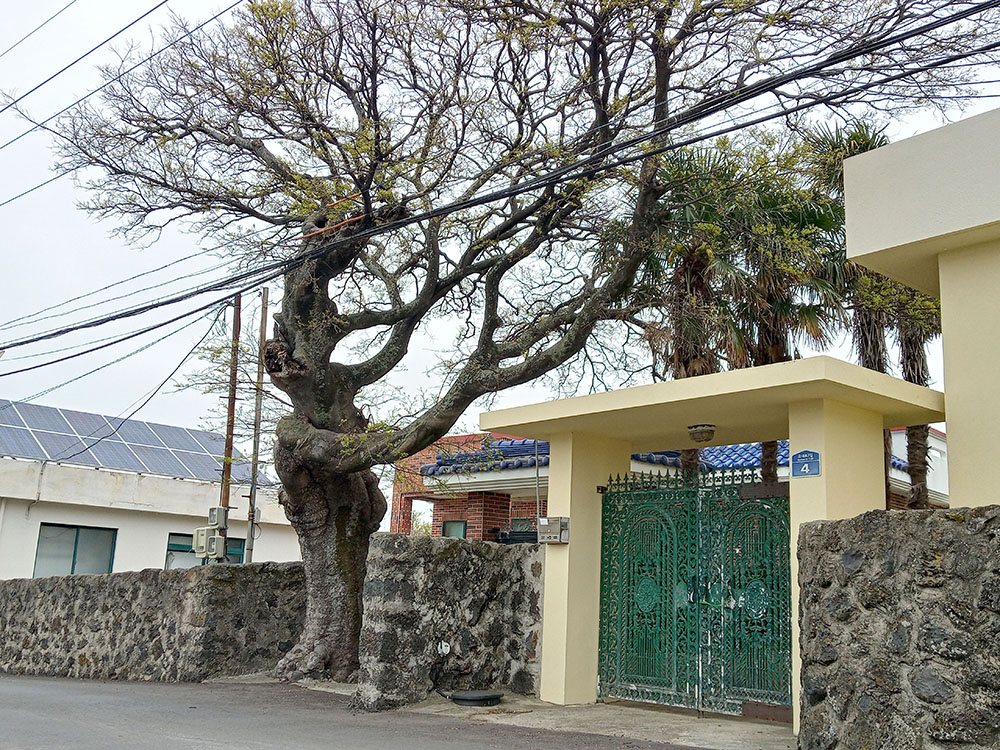 올레길15A코스 팽나무