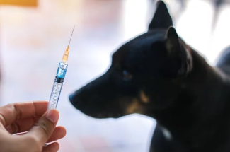 광견병 자료/출처:어도비스톡