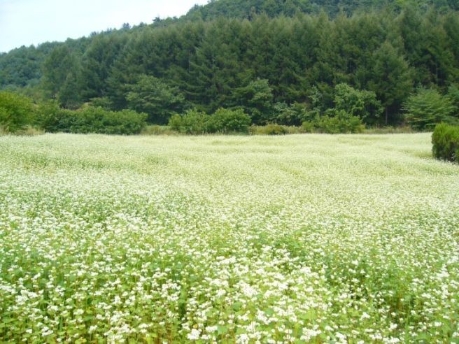 숙박세일 페스타 쿠폰