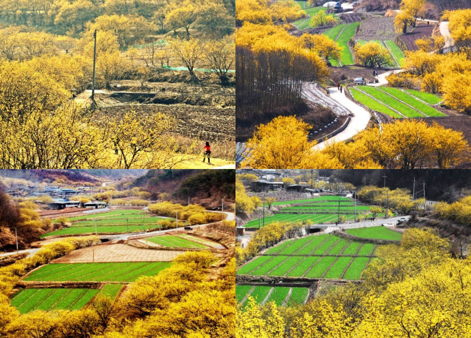 의성 산수유 축제