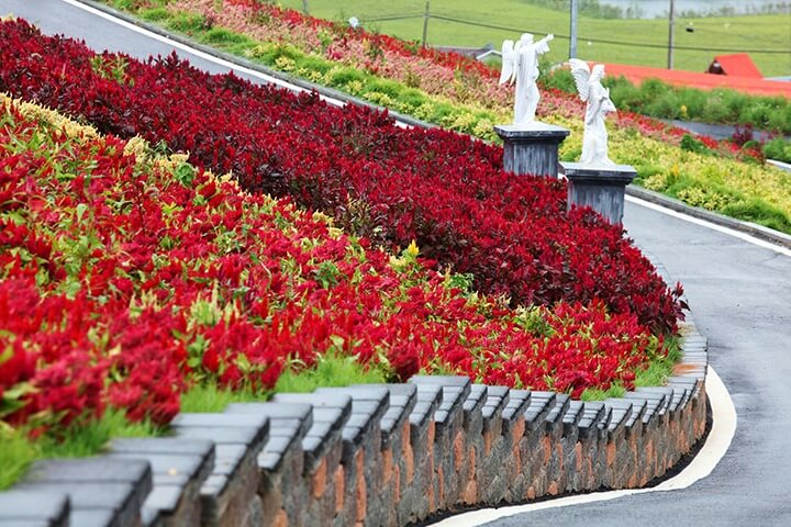 신안 섬 맨드라미 축제 일정
