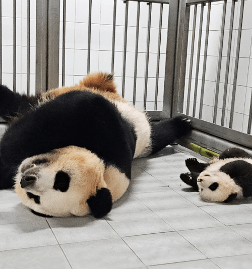 푸바오 특집방송 전현무