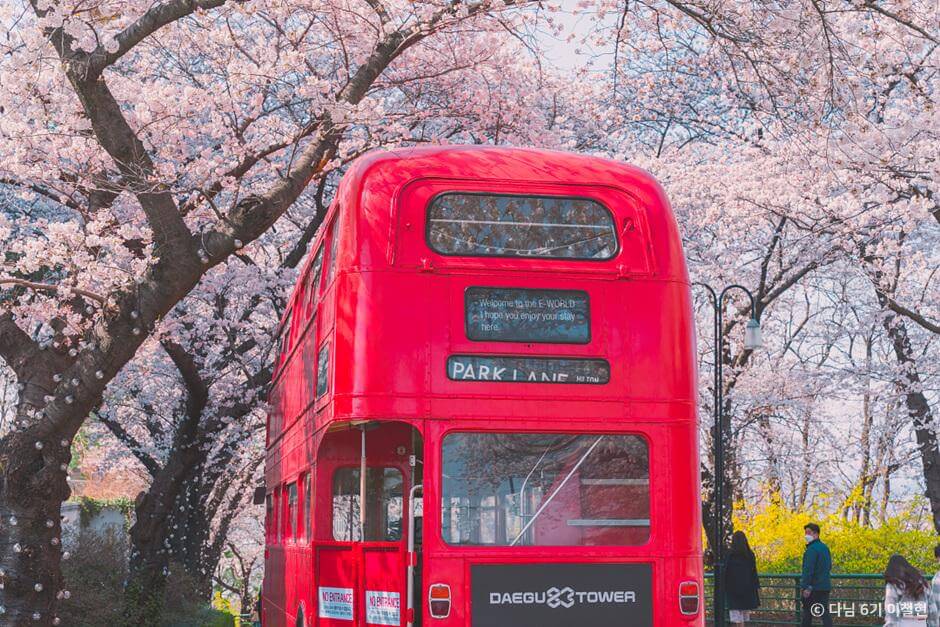 2025년봄꽃개화시기