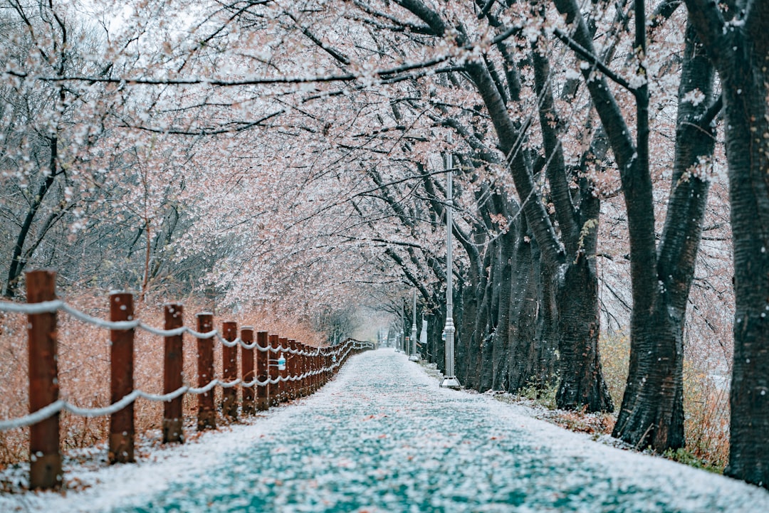 Cherry blossoms