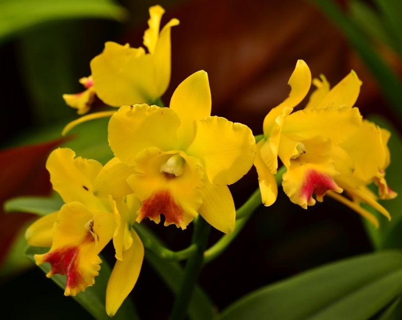 겨울 꽃 심비디움