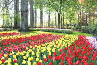 봄꽃 여행지 베스트10 벚꽃 유채 튤립 명소와 걷기 좋은 코스_15