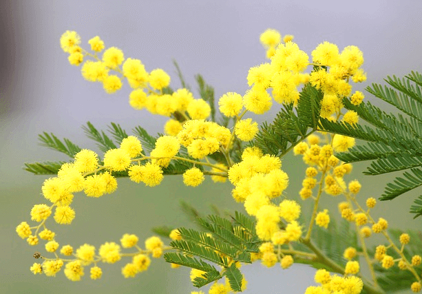 아주 작은 노란 꽃들이 가득 피어있다. 초록색 잎은 가늘고 수없이 많다.