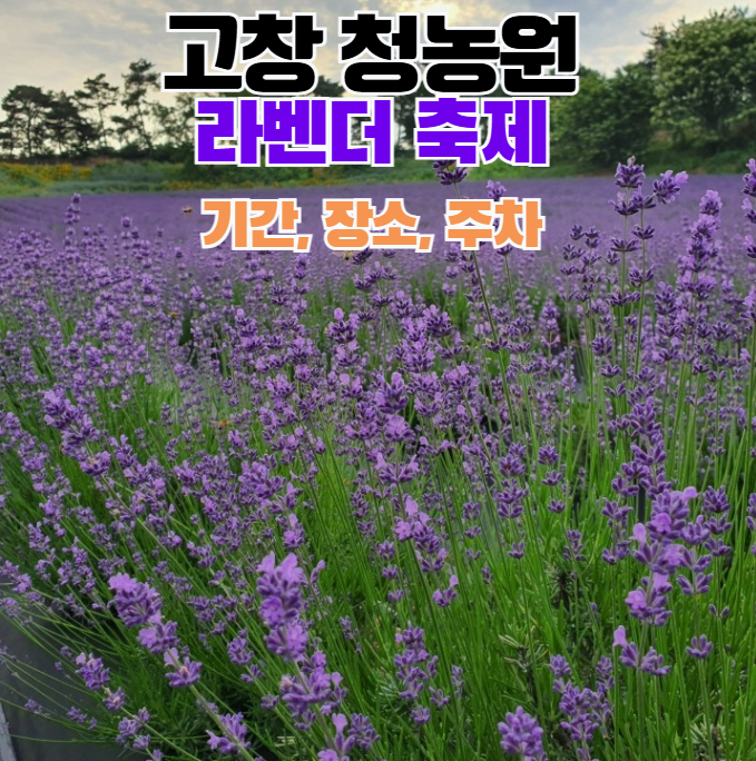 2025 고창청농원 라벤더 축제