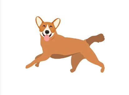 강아지 코가 마르면 아픈 걸까? - 보호자가 알아야 할 건강 체크 포인트