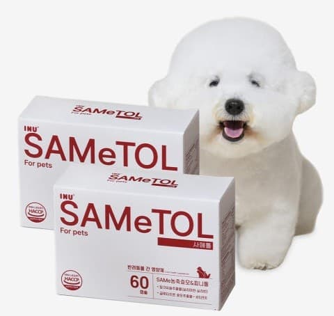 강아지 간에 좋은 음식 TOP 5, 건강을 위한 필수 리스트