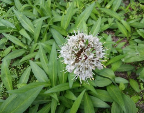 명이나물,산마늘 손질법, 효능과 부작용