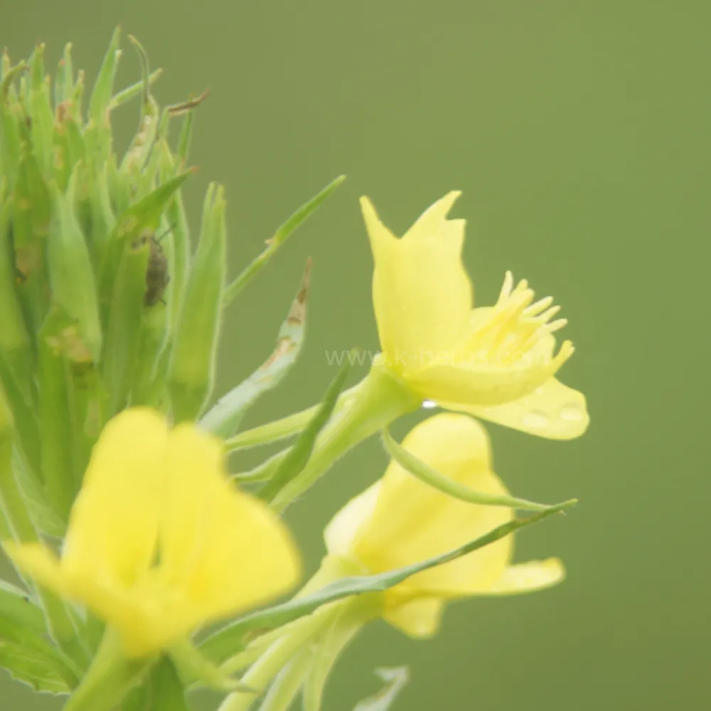달맞이꽃 Evening Primrose