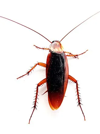 우리나라에 서식하는 바퀴벌레 종류별 특징과 서식 환경_1