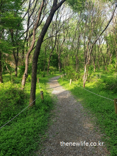 Sunlit forest tunnel at Godeok Ecological Park walking trail in Seoul-서울 고덕 생태공원 산책로의 햇살 가득한 숲속 터널
