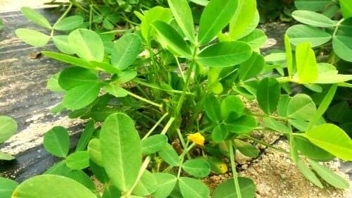 땅콩꽃-개화시기-개화기간