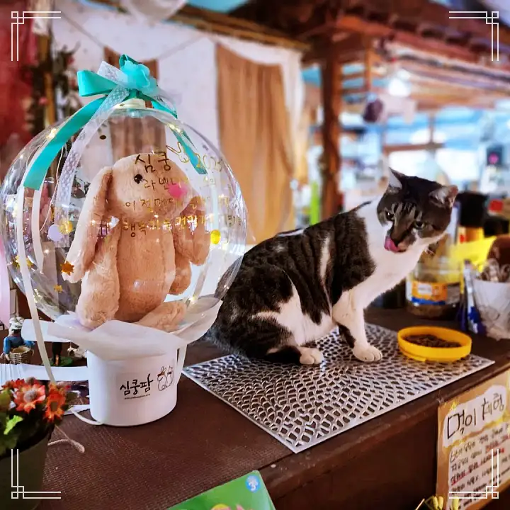 생방송오늘저녁 서울 근교 남양주 별내 토끼 고양이 강아지 뛰어노는 동물 체험 카페 맛집 추천