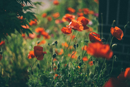 양귀비꽃2 사진입니다.