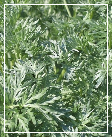 쑥갓의 영양성분