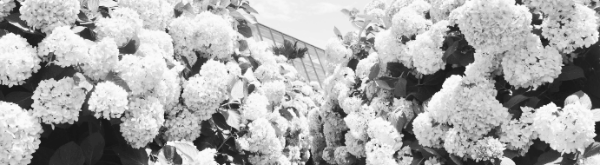 수국 삽목시기: 장마철 지난 뒤, 꽃이 진 후