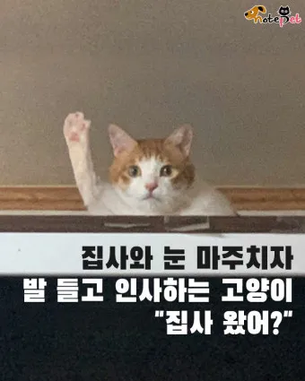 고양이가 집사를 사랑할때 하는 행동_9