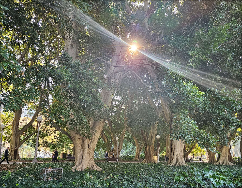 호주 하이드 파크