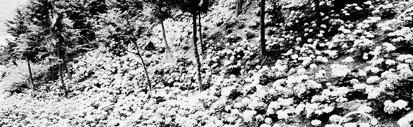 큰잎 수국 (몹헤드 수국, 레이스캡 수국, 산수국)