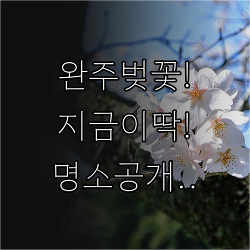완주 벚꽃 나들이 필수 정보 개화 시..
