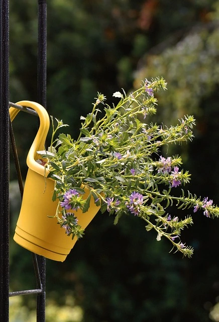 40대 취미생활 추천- 홈가드닝(실내 식물 키우기)