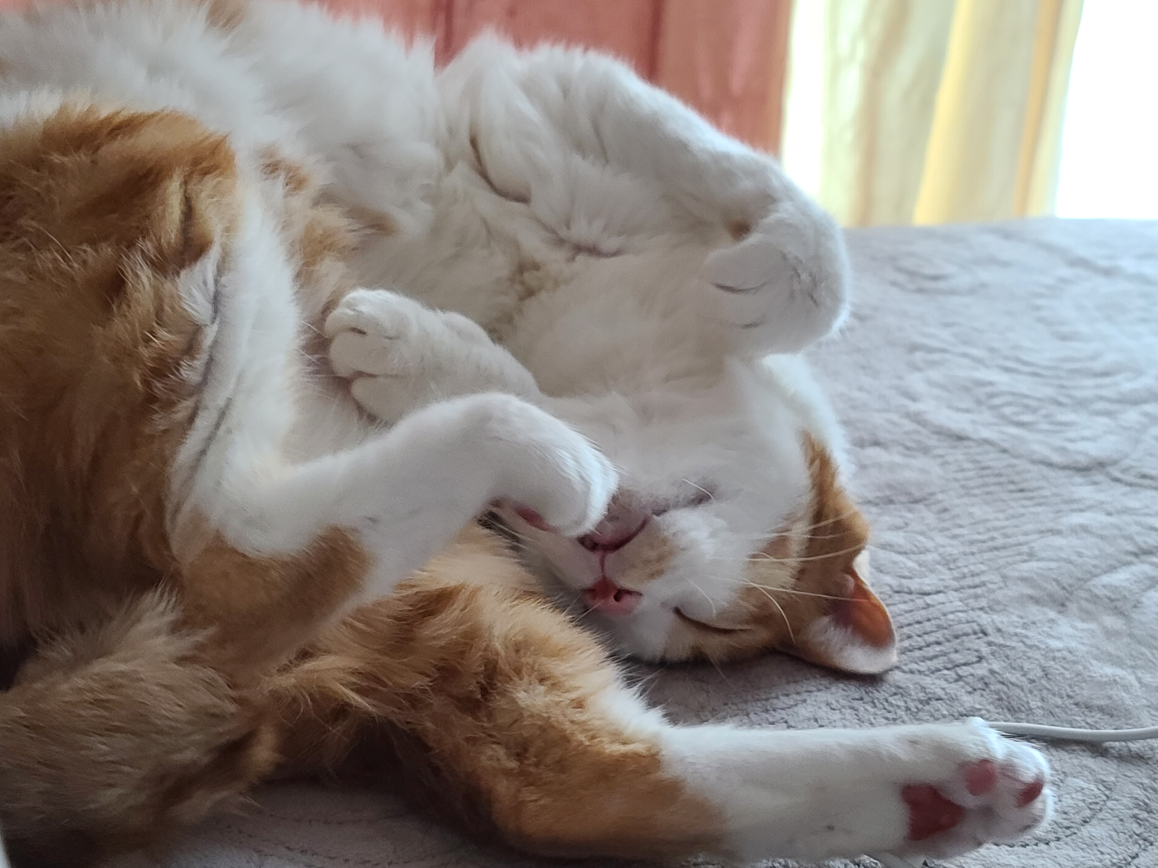 힘든 월요일은 막둥이의 귀여움으로 극복!