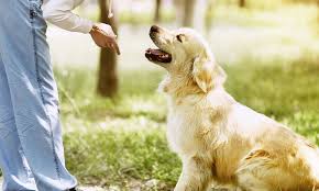 교욱을 시키는사람을 쳐다보면서 앉아있는 강아지사진