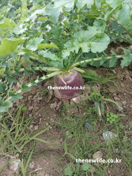 밭에서 자라고 있는 자색무의 실제 모습으로 자색무 효능의 근거가 되는 천연 안토시아닌이 풍부한 보라색 무