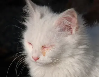 고양이 주요 눈 질환 7가지 증상 원인 치료법_43