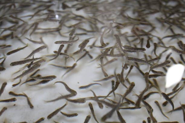 산미꾸라지 키우기: 움직이는 물고기를 반려동물로 키울 수 있을까?