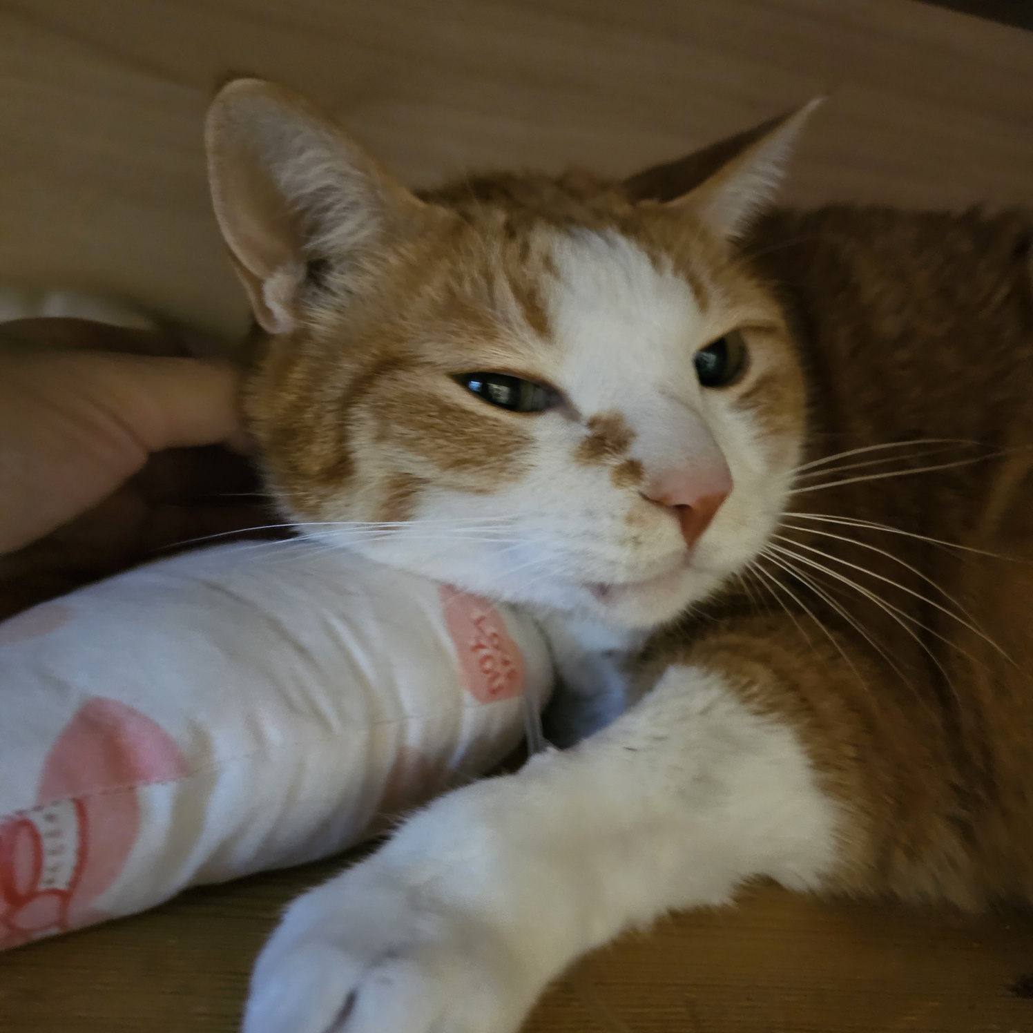 황달로_병원에_입원한_치즈냥이_호야_18