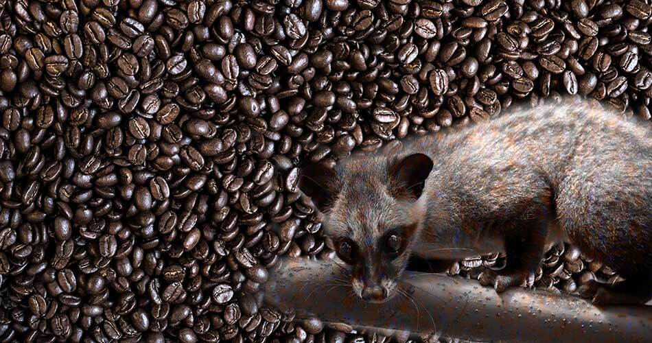 luwak_coffee