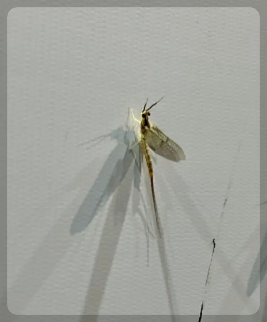 러브버그와 팅커벨