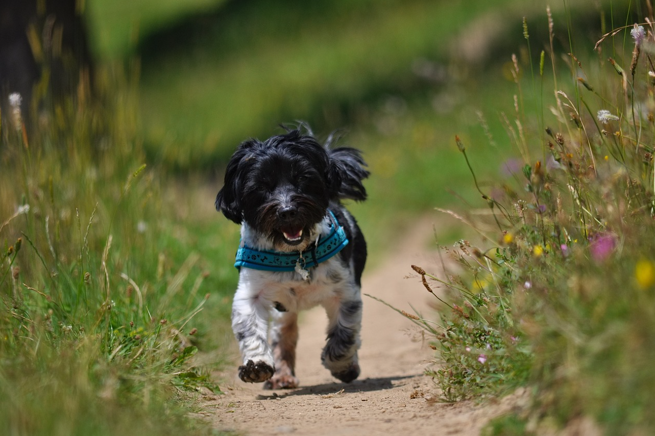 반려견 산책 시 줄 당기기(Pulling): 탐색 본능과 자율 신경계의 상관관계 분석