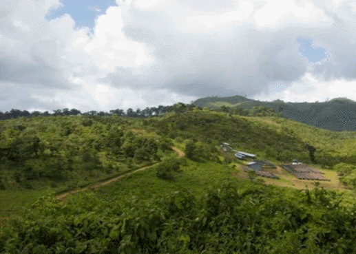 게샤 에스메랄다 농원